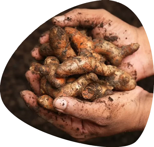 turmeric in hand 2 Curcumin 95, Curcumin Extract, Turmeric Powder, Turmeric Extract image